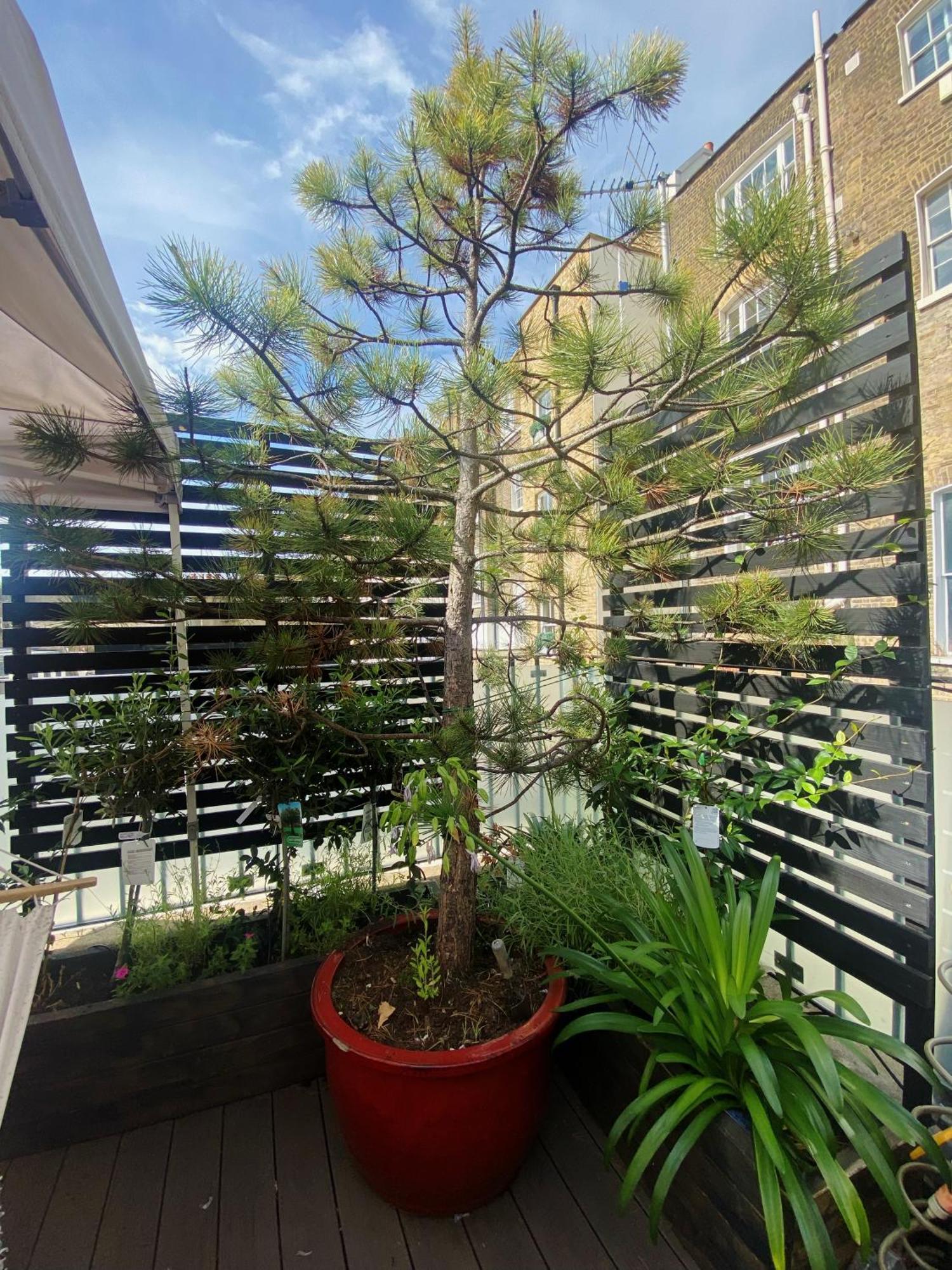 Luxury Belgrave Square Private Mews Townhouse Villa London Ngoại thất bức ảnh